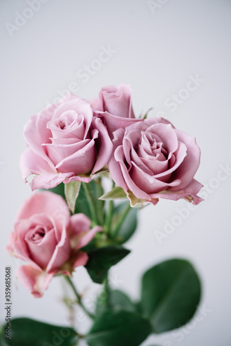 Beautiful and tender single blossoming purple rose flower on the grey background  close up view