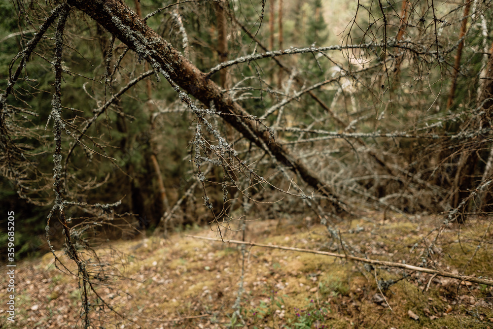 beautiful forest on sunny summer day beautiful forest on sunny summer day