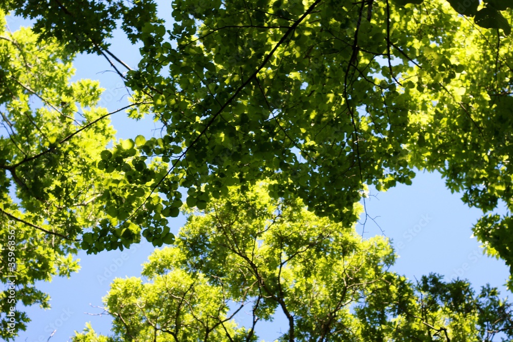 A view of the green leaves and the blue sky. A view of the green leaves and the blue sky.
