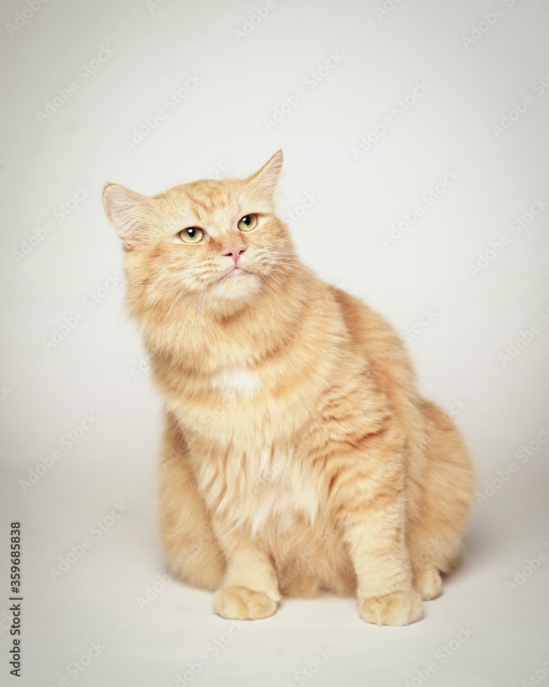 Obraz premium the orange cat sits nicely on a white background while looking up as if it's hunting something.