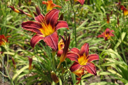 Bright red and yellow flowers of daylilies in June