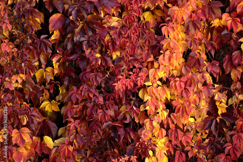 red, yellow, pink and burgundy leaves of the Virginia creeper in the autumn garden close-up