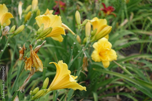 Bright yellow polymerous flowers of daylilies in June