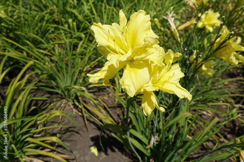 Light yellow polymerous flowers of daylilies in June photo