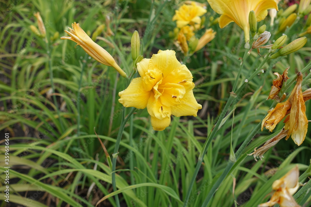 Polymerous flowers of yellow daylilies in June Polymerous flowers of yellow daylilies in June