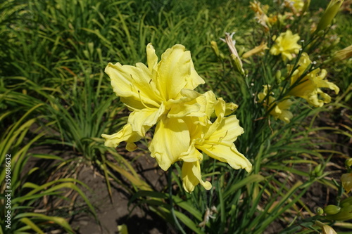 Two double yellow flowers of daylilies in June