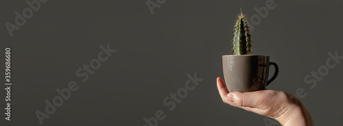 Female hand holds a cactus in a coffee cup on a background of gray wall. The concept of minimalism. Plant care. Evergreen plant, succulent. Beautiful palette and color combination