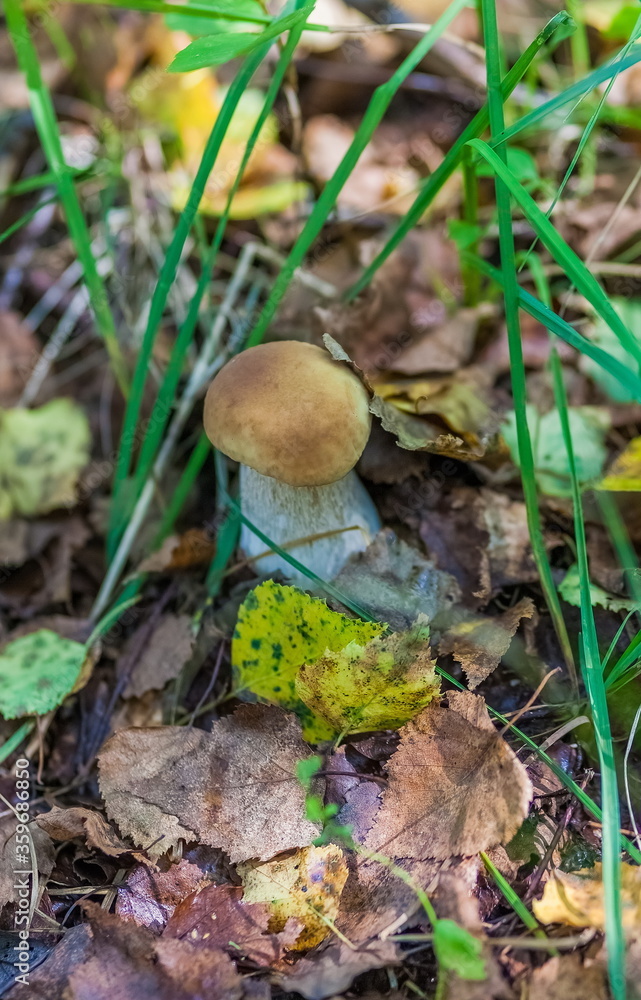 Mushroom boletus in the autumn forest closeup Mushroom boletus in the autumn forest closeup