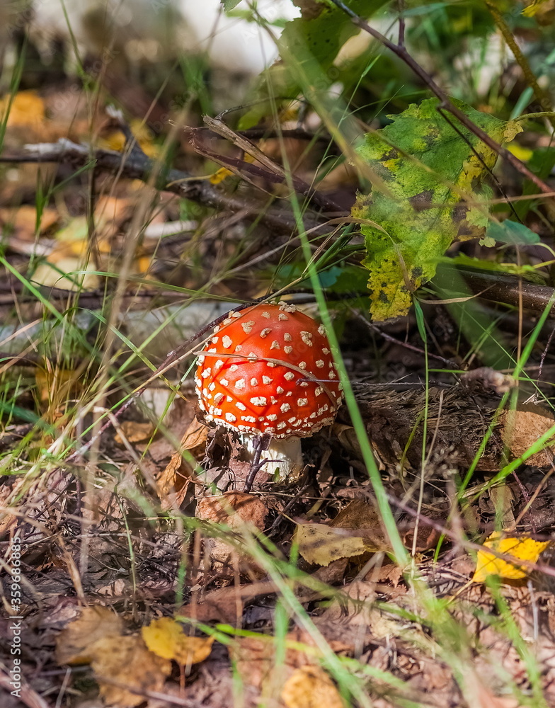 Mushroom fly Agaric in the autumn forest closeup Mushroom fly Agaric in the autumn forest closeup