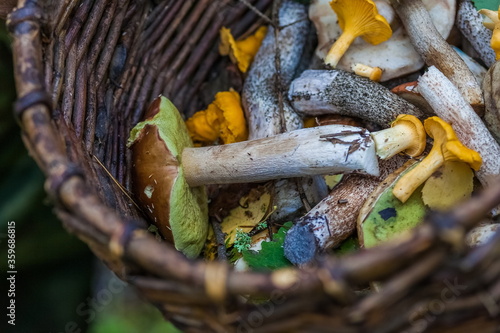 Different mushrooms in a wicker vine basket closeup