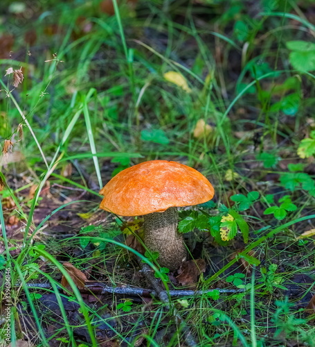 Mushroom aspen In the autumn forest closeup