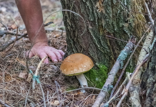 Mushroom boletus and human hand in autumn forest closeup