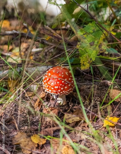 Mushroom fly Agaric in the autumn forest closeup
