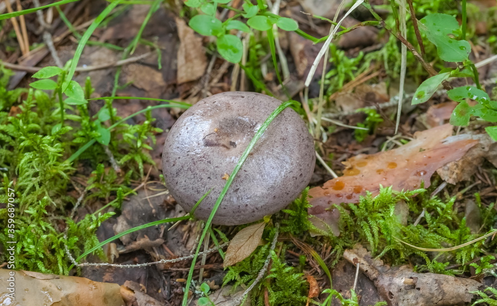 Mushroom closeup on ground and green grass background in summer forest Mushroom closeup on ground and green grass background in summer forest