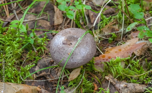 Mushroom closeup on ground and green grass background in summer forest