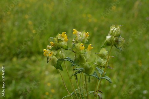 The Greater Cockerel (Rhinanthus major, sometimes also Rhinanthus serotinus) is an annual semi-parasitic herb, flowering lemon yellow. photo