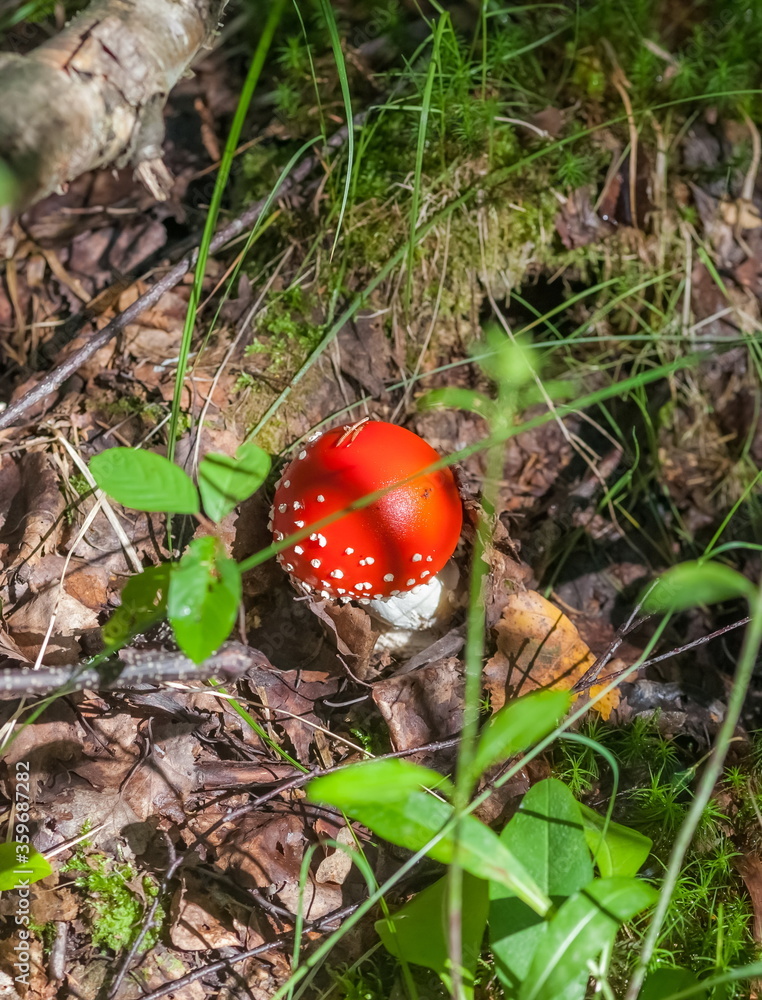 Mushroom fly Agaric closeup on ground and green grass background in summer forest Mushroom fly Agaric closeup on ground and green grass background in summer forest