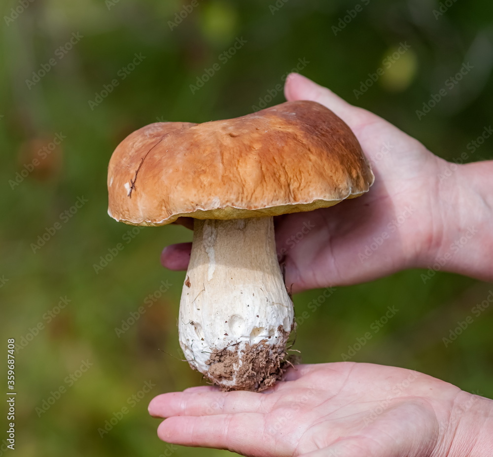 White Mushroom close - up in the hands of a man on a green background in summer White Mushroom close - up in the hands of a man on a green background in summer
