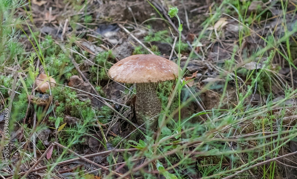 Boletus mushroom close-up on the background of land and green grass in the forest in summer Boletus mushroom close-up on the background of land and green grass in the forest in summer