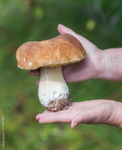 White Mushroom close - up in the hands of a man on a green background in summer
