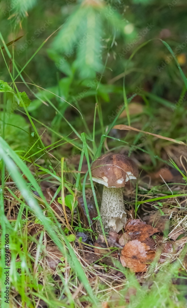 Boletus mushroom close-up on the background of land and green grass in the forest in summer Boletus mushroom close-up on the background of land and green grass in the forest in summer