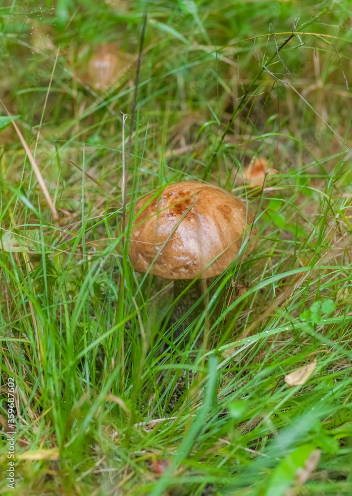 Boletus mushroom close-up on the background of land and green grass in the forest in summer Boletus mushroom close-up on the background of land and green grass in the forest in summer