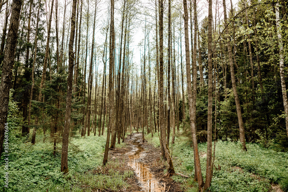 beautiful forest on sunny summer day beautiful forest on sunny summer day