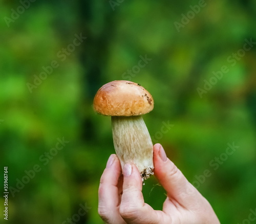 White mushroom in the hand of a man closeup on a background of greenery