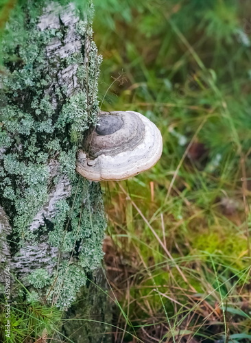 Mushroom on the trunk of an old birch in the woods closeup