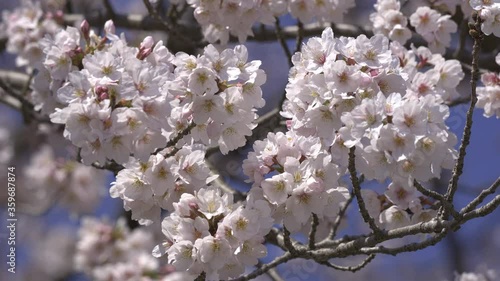  Japanese cherry blossoms 2
