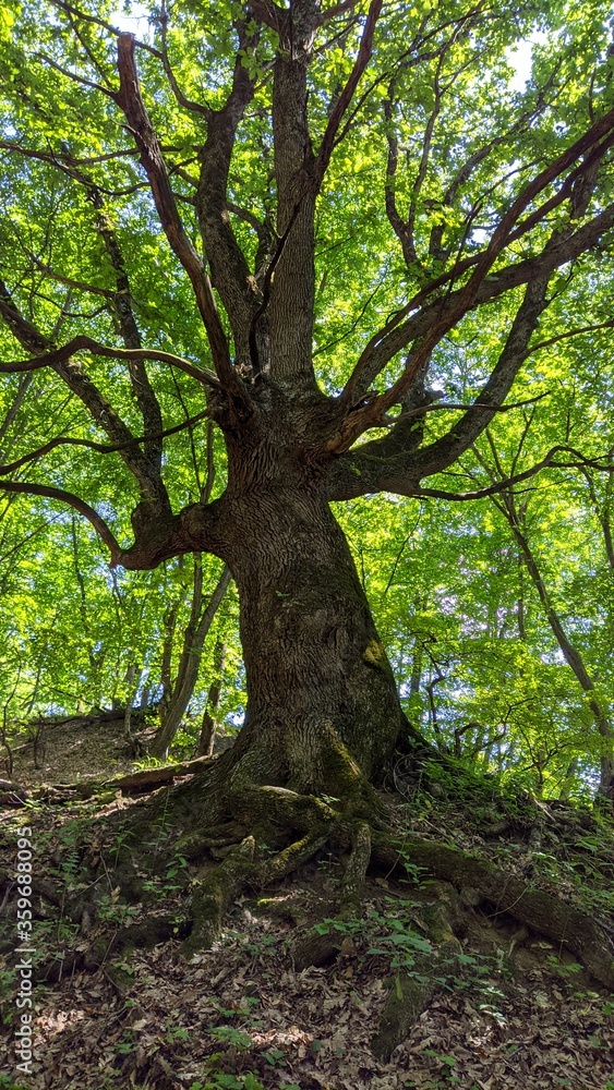 tree in the forest tree in the forest