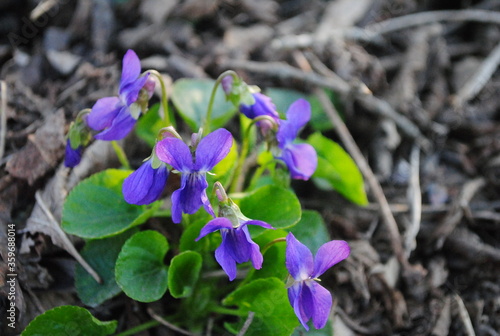 purple spring flowers