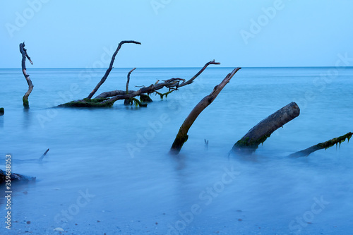 Snags (tree trunk) thrown by a wave on a sandy beach of sea. Calm sea surface at the evening