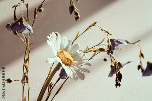 Camomile and bells flower on gray background
