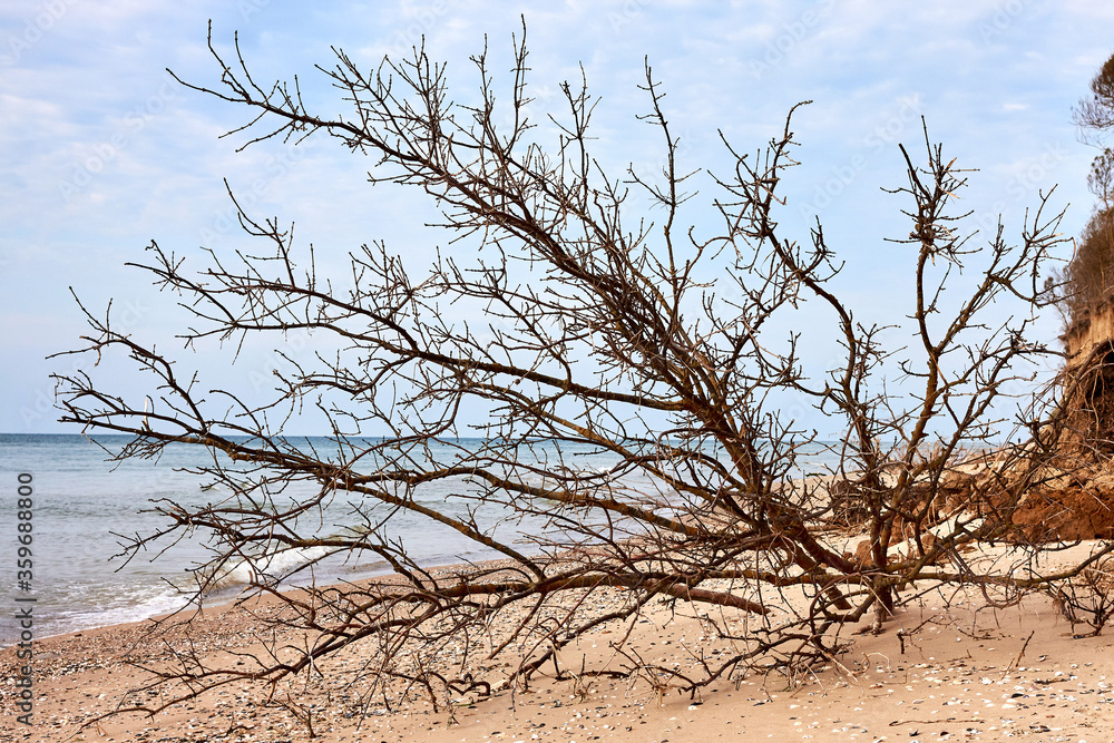 Old fallen tree in the sand by the shore of the Blask Sea Old fallen tree in the sand by the shore of the Blask Sea