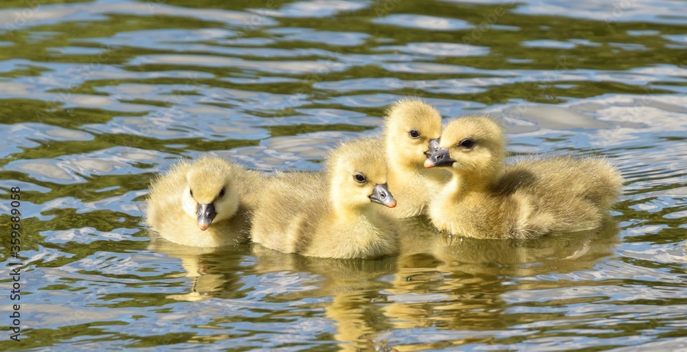 baby geese swimming in the lake