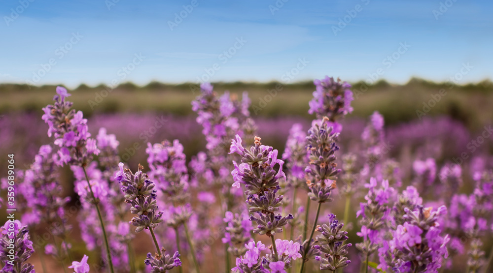 Honey bee pollinates the lavender flowers. Nectar collecting in the province rural areas with endless fields or lavender. Beautiful wallpaper. Honey bee pollinates the lavender flowers. Nectar collecting in the province rural areas with endless fields or lavender. Beautiful wallpaper.