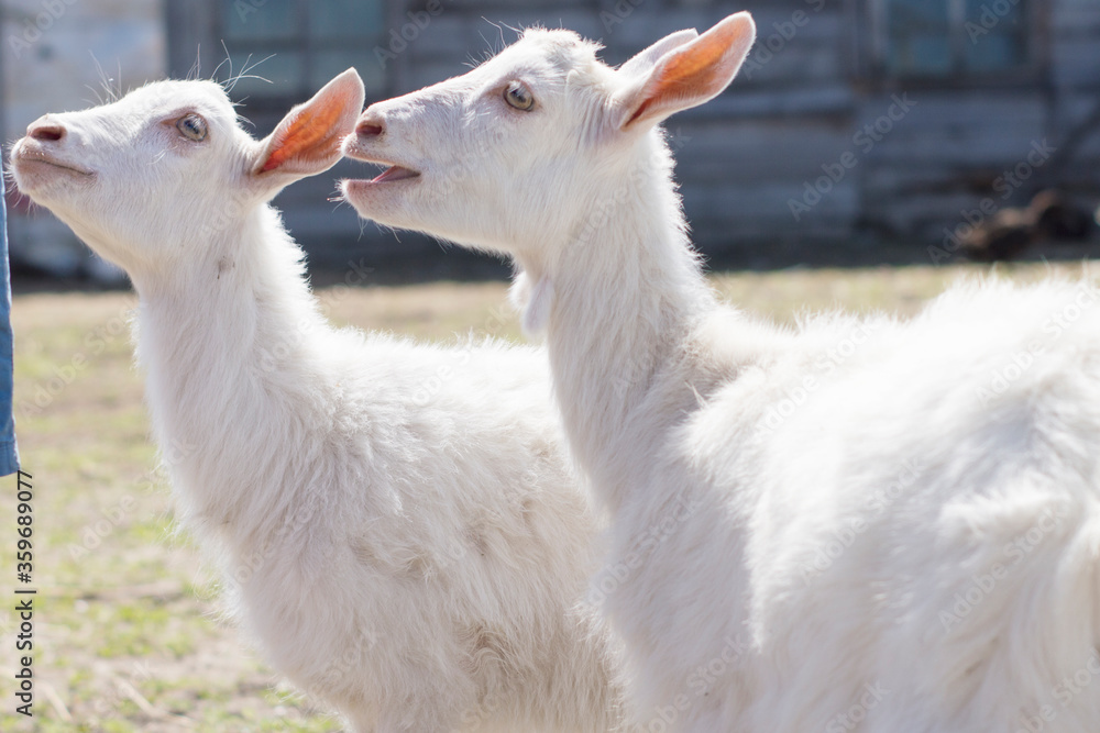 Two small white goats. Animals on the farm. Two small white goats. Animals on the farm.