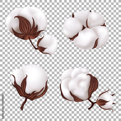 Cotton flowers isolated. Vector illustrtion.