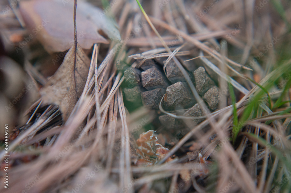 Obraz premium closeup of a pine cone lying on the ground