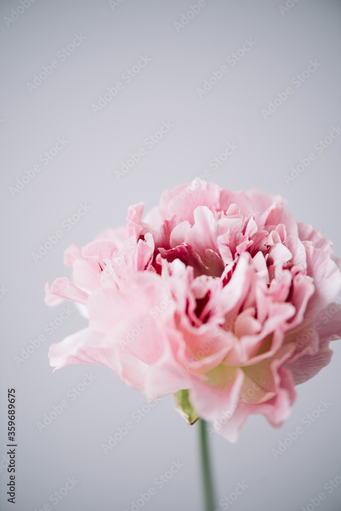 Beautiful single japanese pink coloured Ranunculus flower on the grey wall background, close up view