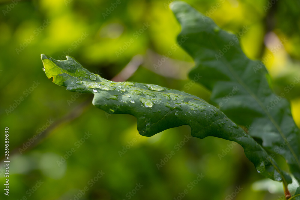 Drops of water on a green leaf after rain lit by the sun. Drops of water on a green leaf after rain lit by the sun.