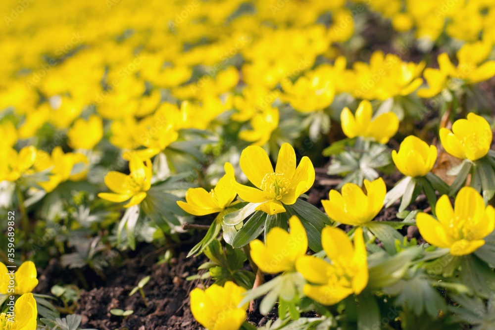 Fototapeta premium Spring flowers in the park, Winter Aconite flowers (Eranthis Hyemalis)