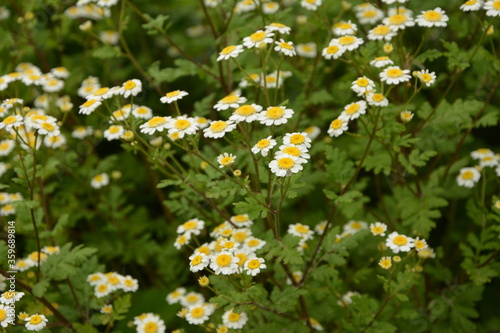 Matrikariya flowers in the garden. white Tanacetum parthenium blossoms photo