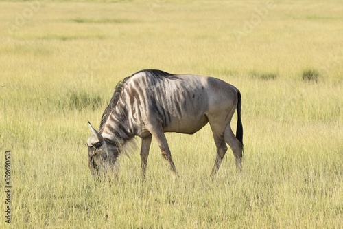 Fototapeta Naklejka Na Ścianę i Meble -  Wildebeest in the savannah