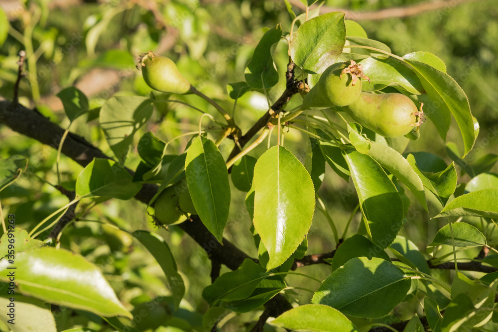 Young pears hanging on tree branch on summer fruits garden. Healthy organic concept. Nature background. Selective focus Young pears hanging on tree branch on summer fruits garden. Healthy organic concept. Nature background. Selective focus