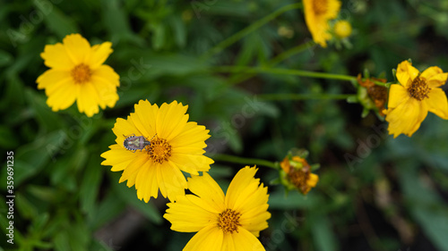 Carpocoris fuscispinus resting on a yellow Daisy. High quality photo