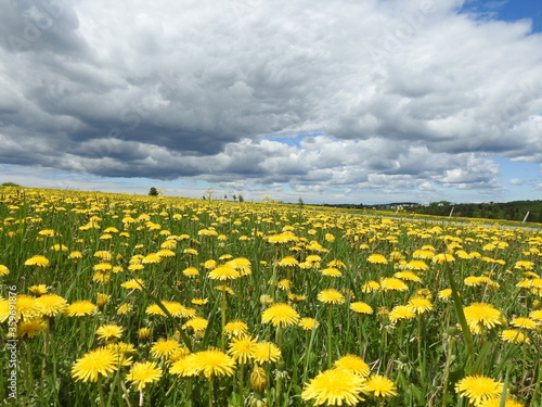  A field in bloom under a cloudy sky