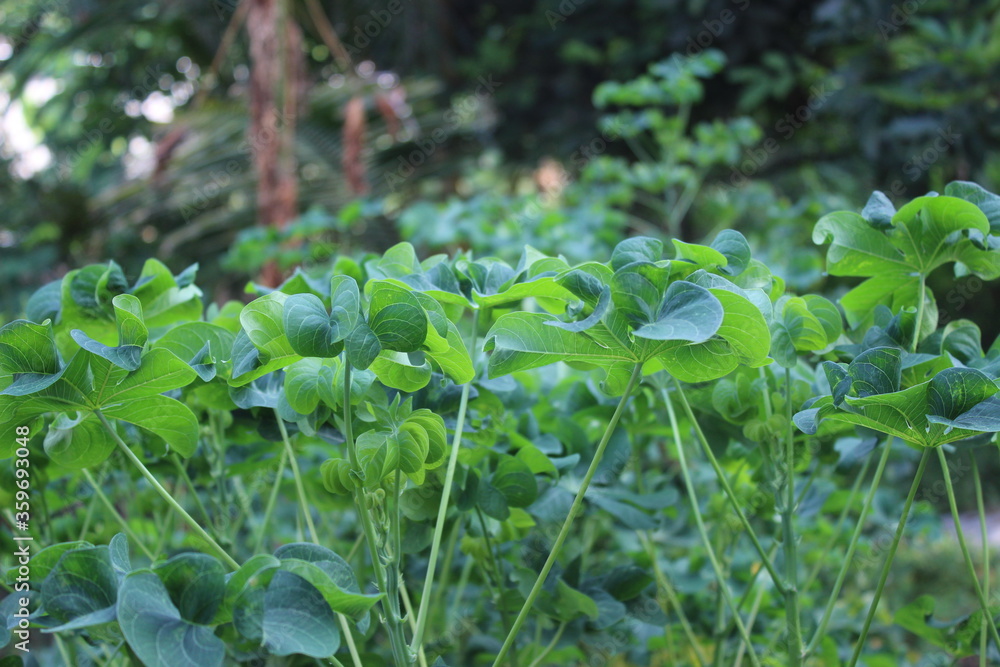 Plants behind the backyard.
Ornamental plants at home in Indonesia Plants behind the backyard.
Ornamental plants at home in Indonesia