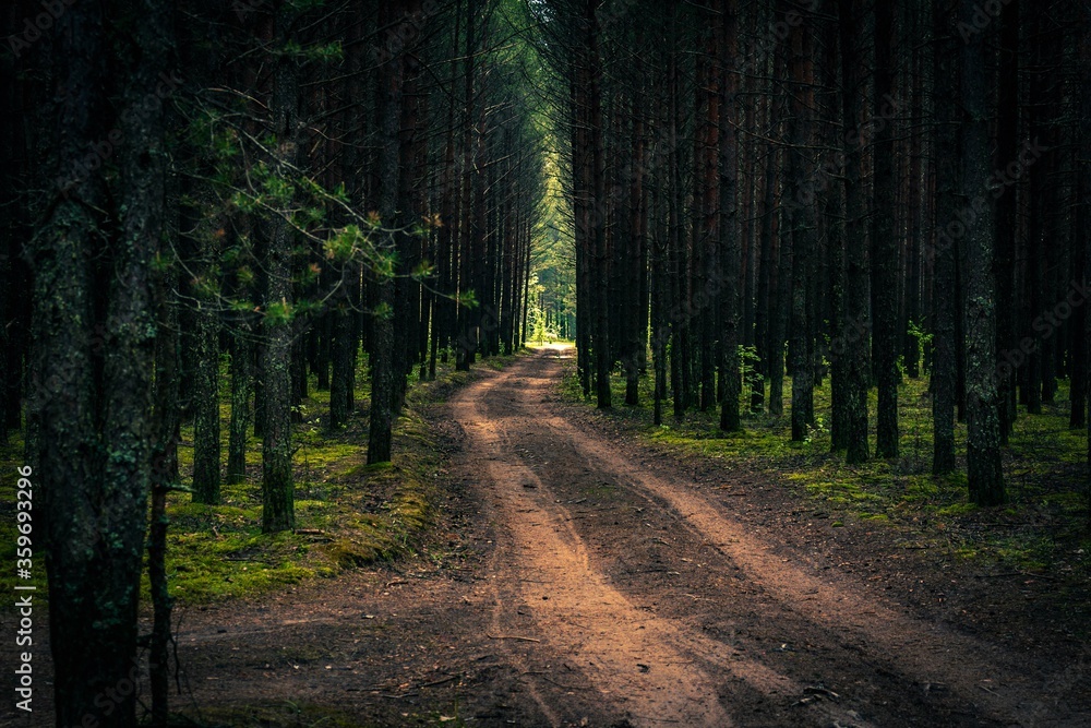 Naklejka premium road in the forest